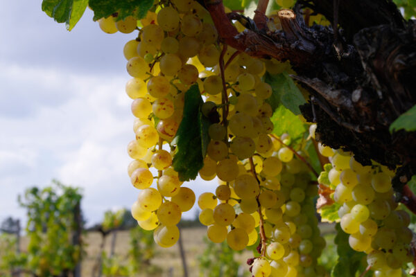 A Tokaji borvidék szőlőfajtái